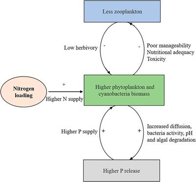 Increased Nitrogen Loading Boosts Summer Phytoplankton Growth by Alterations in Resource and Zooplankton Control: A Mesocosm Study